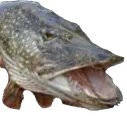 Attēls:Jutme DivainaZivs 858075717831884800.png
